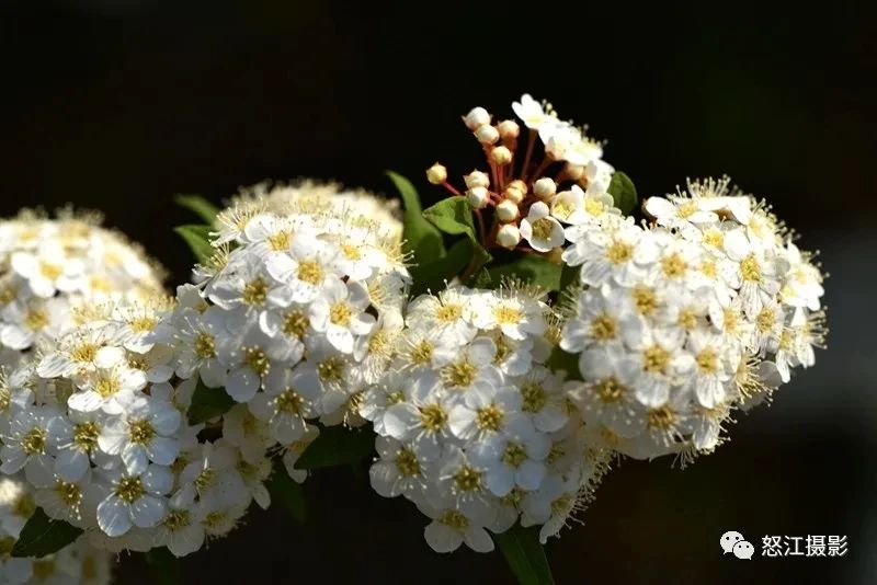 怒江游玩新去處，大密扣花開漫山野